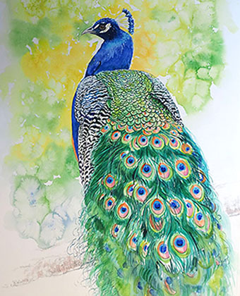 Oil paintings, watercolours, illustrations